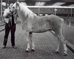 Deckhengst Hofnarr van 't Broek (Haflinger, 1984, von 413 Hoferbe)