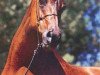 broodmare Star of Ofir ox (Arabian thoroughbred, 1970, from Bask ox)