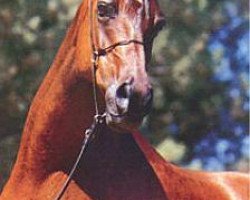 broodmare Star of Ofir ox (Arabian thoroughbred, 1970, from Bask ox)