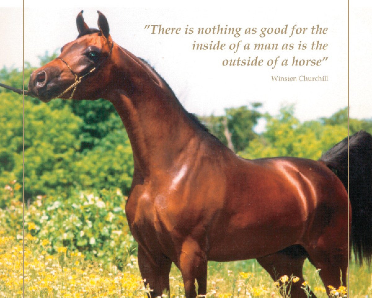 stallion Kouvay Bey ox (Arabian purebred, 1991, from Bey Shah ox)
