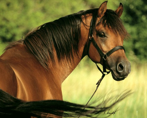 stallion Bey Shy ox (Arabian thoroughbred, 1996, from Kouvay Bey ox)