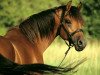 stallion Bey Shy ox (Arabian thoroughbred, 1996, from Kouvay Bey ox)