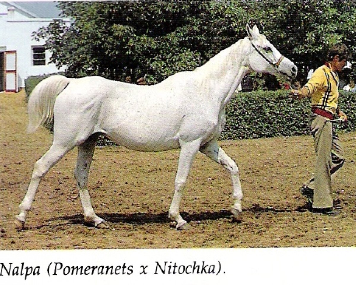 broodmare Nalpa ox (Arabian purebred, 1964, from Pomeranets 1952 ox)