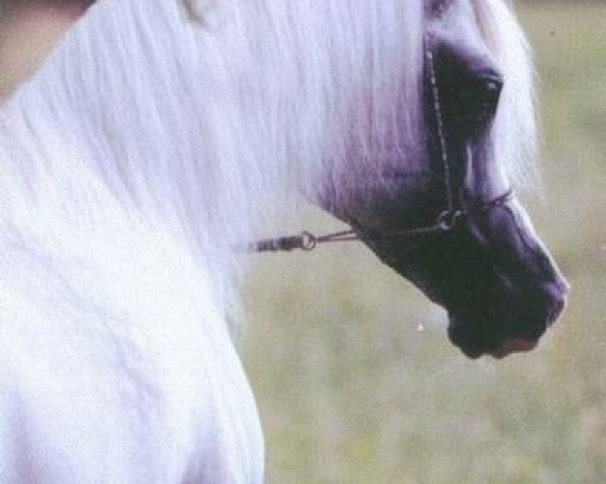 stallion Ali Valentino EAO (Arabian purebred, 1989, from Ruminaja Ali 1976 ox)