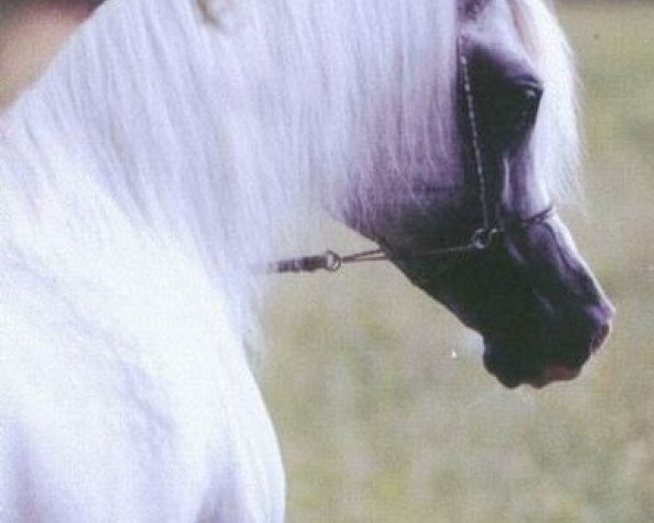 stallion Ali Valentino EAO (Arabian thoroughbred, 1989, from Ruminaja Ali 1976 ox)