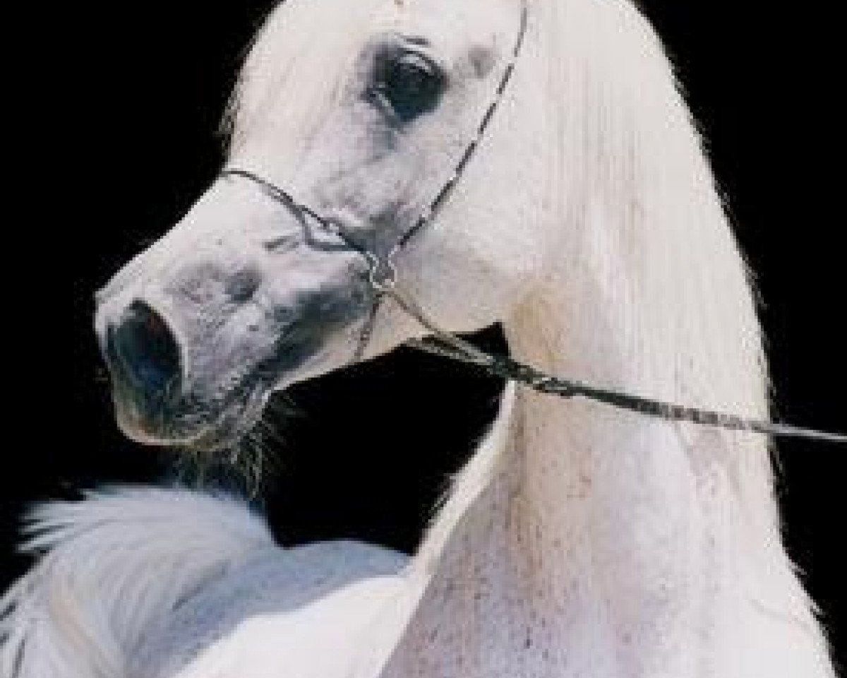 stallion Al Kidir 1983 ox (Arabian purebred, 1983, from The Egyptian Prince 1967 ox)