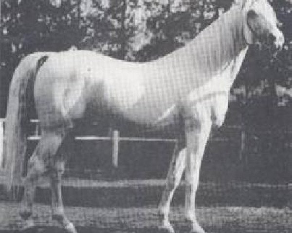 stallion Gazal 1898 ox (Arabian thoroughbred, 1898, from Gazlan I 1881 ox)