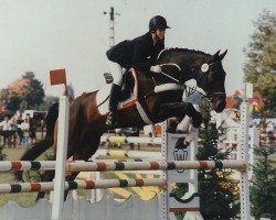 horse Daccord 001 (Hanoverian, 1982, from Duerkheim)