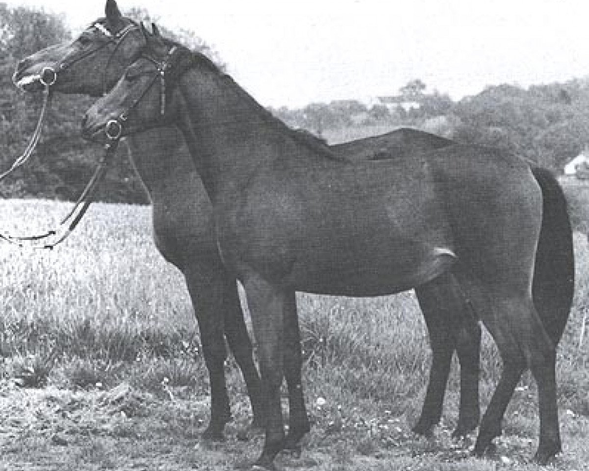 broodmare Rualla ox (Arabian purebred, 1952, from Kalif)