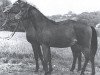 broodmare Rualla ox (Arabian thoroughbred, 1952, from Kalif)