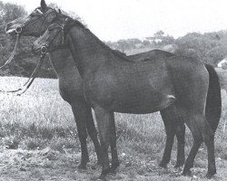 broodmare Rualla ox (Arabian thoroughbred, 1952, from Kalif)