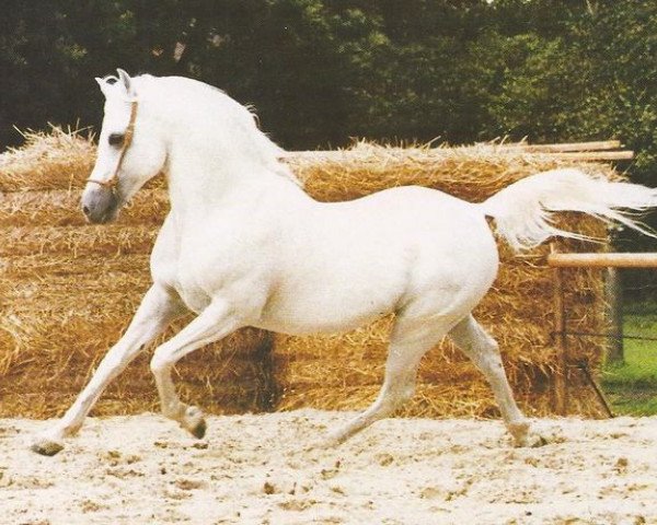 stallion Shagar ox (Arabian thoroughbred, 1966, from Ghazal 1953 EAO)