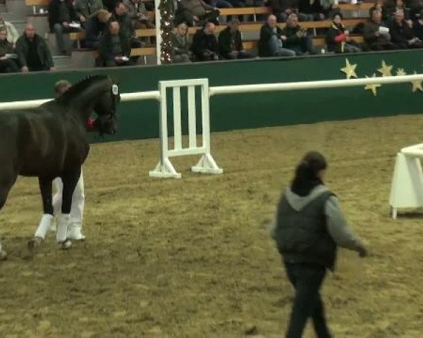 NRW-Hauptkörung für Reitpferdehengste
Montag,den 21.November 2011
3.Ring

