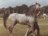 stallion Kasyd ox (Arabian thoroughbred, 1969, from Kaisoon 1958 EAO)