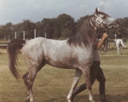 stallion Kasyd ox (Arabian thoroughbred, 1969, from Kaisoon 1958 EAO)