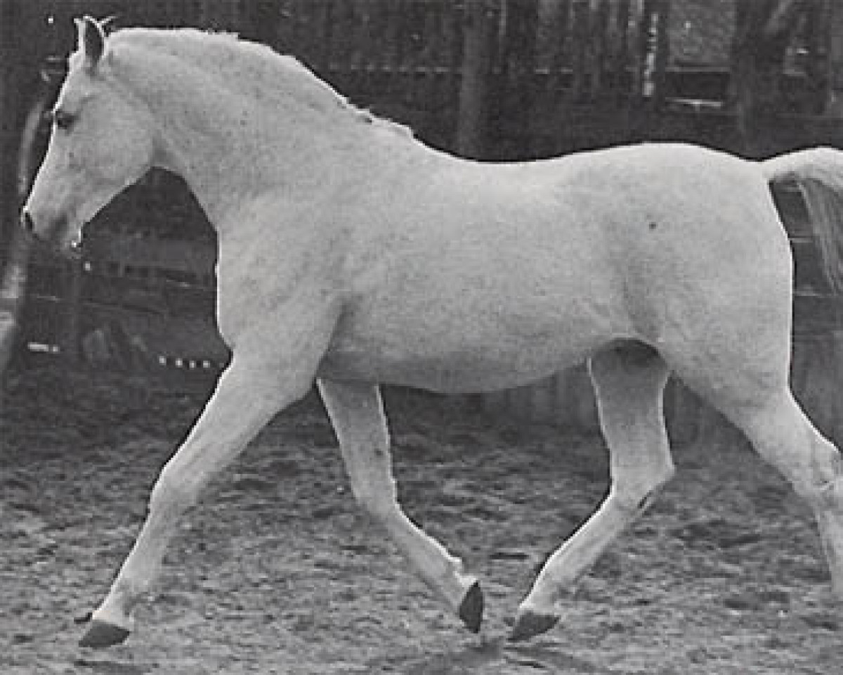 stallion Adonah ox (Arabian purebred, 1936, from Fetysz ox 1924)
