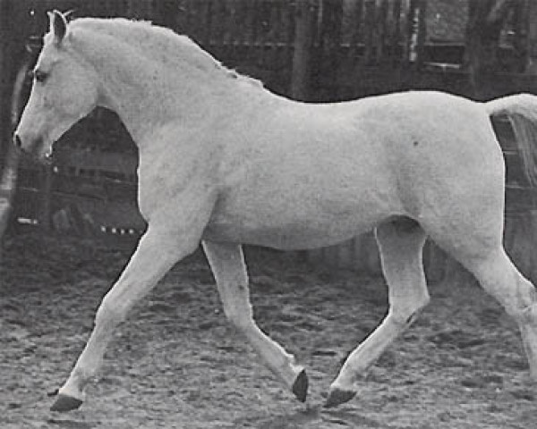 Deckhengst Adonah ox (Vollblutaraber, 1936, von Fetysz 1924 ox)