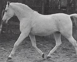 stallion Adonah ox (Arabian thoroughbred, 1936, from Fetysz ox 1924)