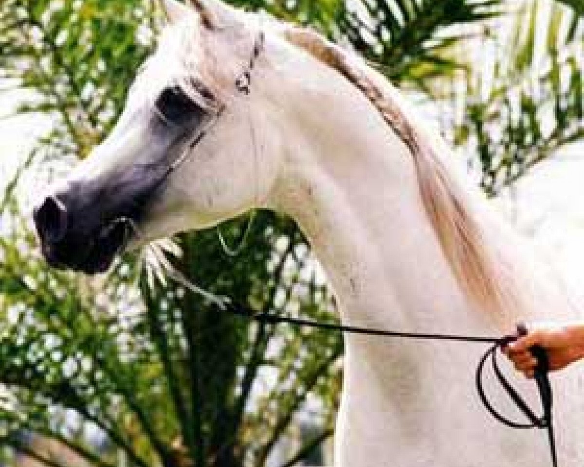 stallion Abbas Pasha I ox (Arabian purebred, 1982, from Ansata Abbas Pasha 1964 ox)