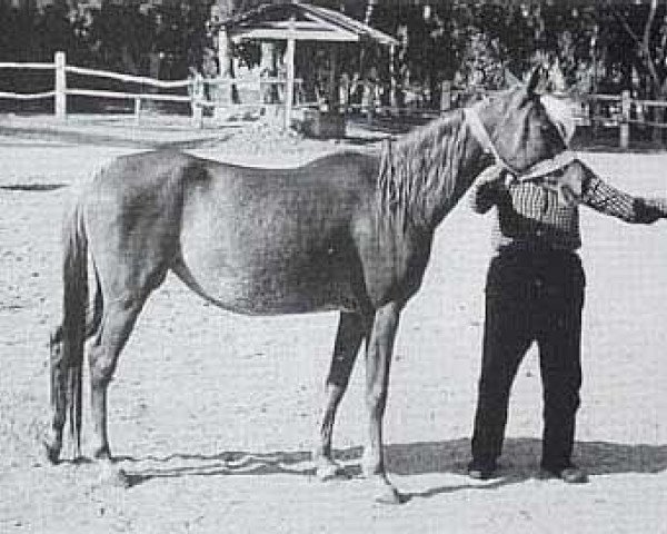 broodmare Mahlaha EAO (Arabian thoroughbred, 1970, from Alaa El Din 1956 EAO)