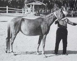 broodmare Mahlaha EAO (Arabian thoroughbred, 1970, from Alaa El Din 1956 EAO)