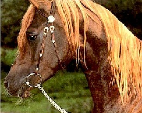stallion Morhaf EAO (Arabian thoroughbred, 1977, from Akhtal EAO)