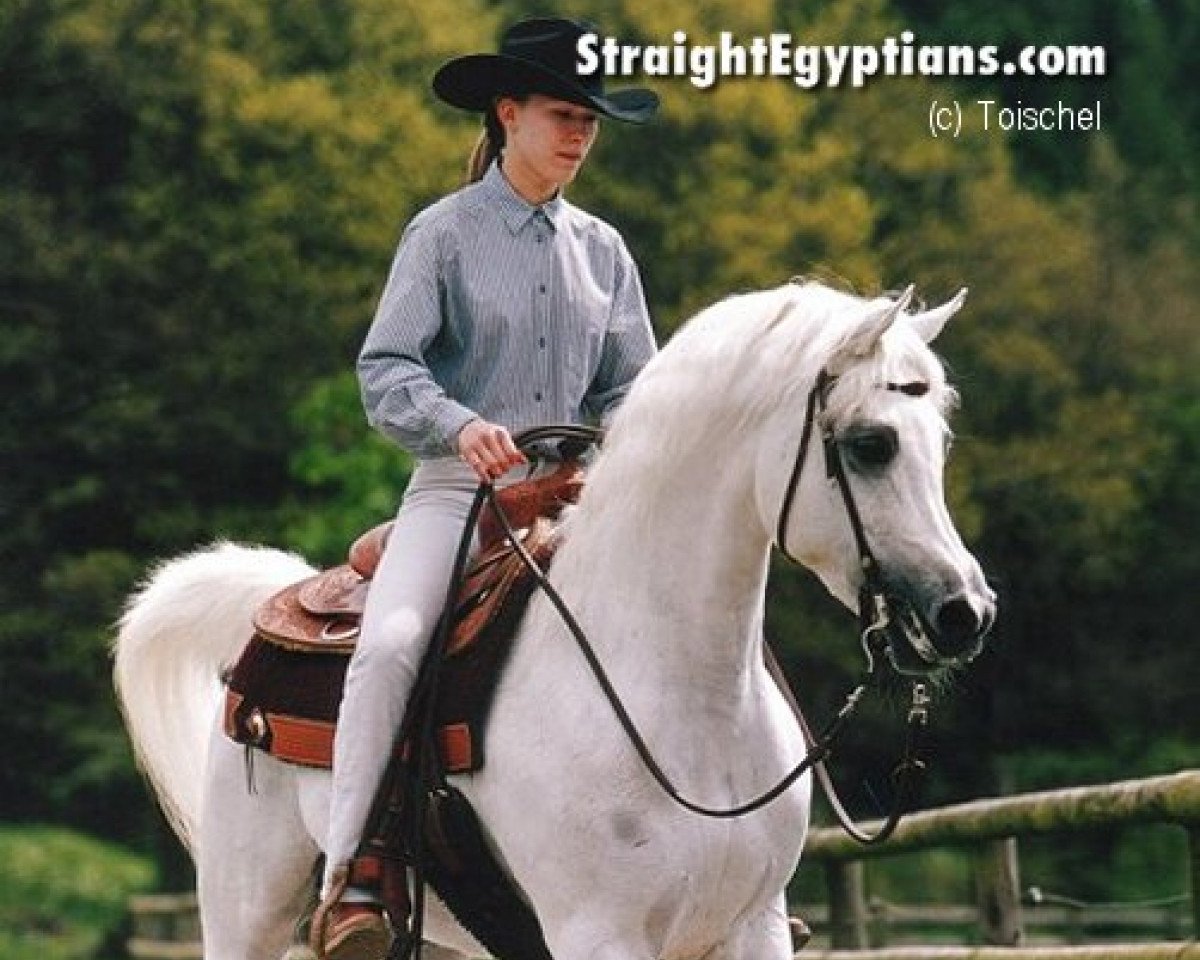 stallion Orashaan EAO (Arabian purebred, 1988, from Maysoun 1985 ox)
