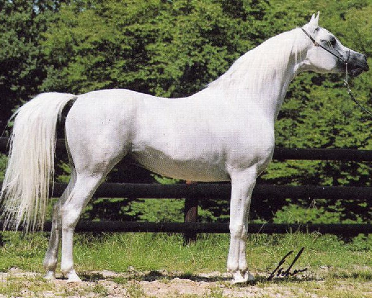 stallion Maysoun 1985 ox (Arabian purebred, 1985, from Ansata Halim Shah ox)
