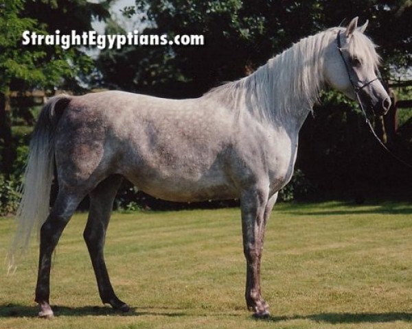 broodmare Malaka EAO (Arabian thoroughbred, 1984, from Ansata Halim Shah ox)