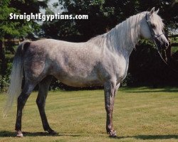 broodmare Malaka EAO (Arabian thoroughbred, 1984, from Ansata Halim Shah ox)