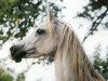 broodmare Hamasa Bint Nafteta ox (Arabian thoroughbred, 1983, from Farag 1962 EAO)