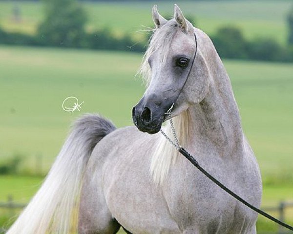 stallion DF Malik Jamil ox (Arabian thoroughbred, 2001, from NK Hafid Jamil EAO)