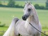 stallion DF Malik Jamil ox (Arabian thoroughbred, 2001, from NK Hafid Jamil EAO)