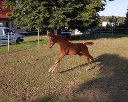 broodmare Coupinia (Mecklenburg, 2013, from Coupe de Coeur 2)