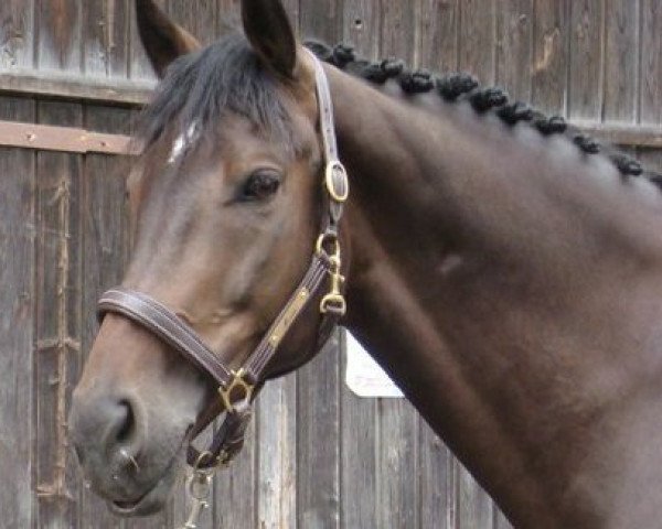 dressage horse Miro (Swedish Warmblood, 2004, from Manhattan)