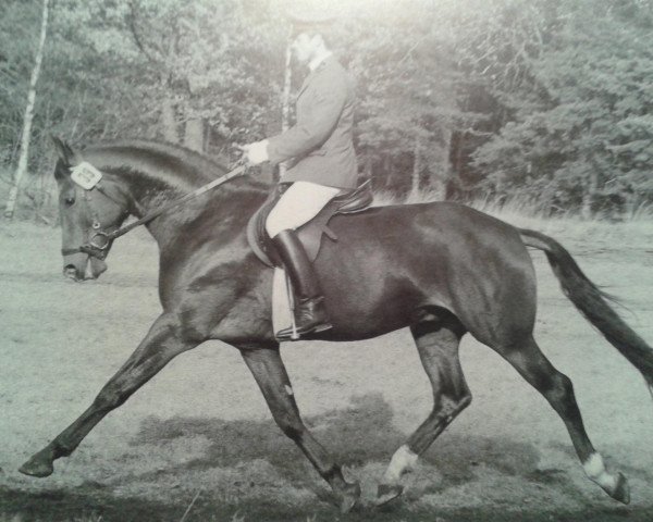 stallion Rembrandt (Rhinelander, 1976, from Rubin)