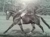 stallion Rembrandt (Rhinelander, 1976, from Rubin)