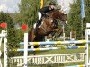 jumper Acorn's Morfium (Hungarian Warmblood, 2000, from Acorn)