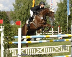 jumper Acorn's Morfium (Hungarian Warmblood, 2000, from Acorn)