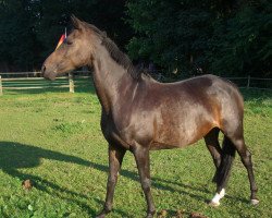 broodmare Wynona (Hanoverian, 2000, from Weltgeist)