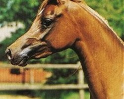 broodmare Nashua ox (Arabian thoroughbred, 1990, from Salaa El Dine EAO)