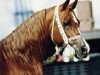 stallion El Moniet EAO (Arabian thoroughbred, 1982, from Mohafez 1976 EAO)