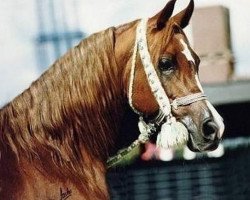 stallion El Moniet EAO (Arabian thoroughbred, 1982, from Mohafez 1976 EAO)