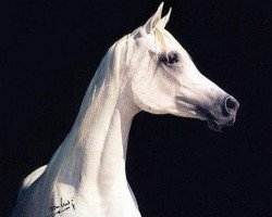 broodmare Amar ox (Arabian thoroughbred, 1986, from Ansata Halim Shah ox)