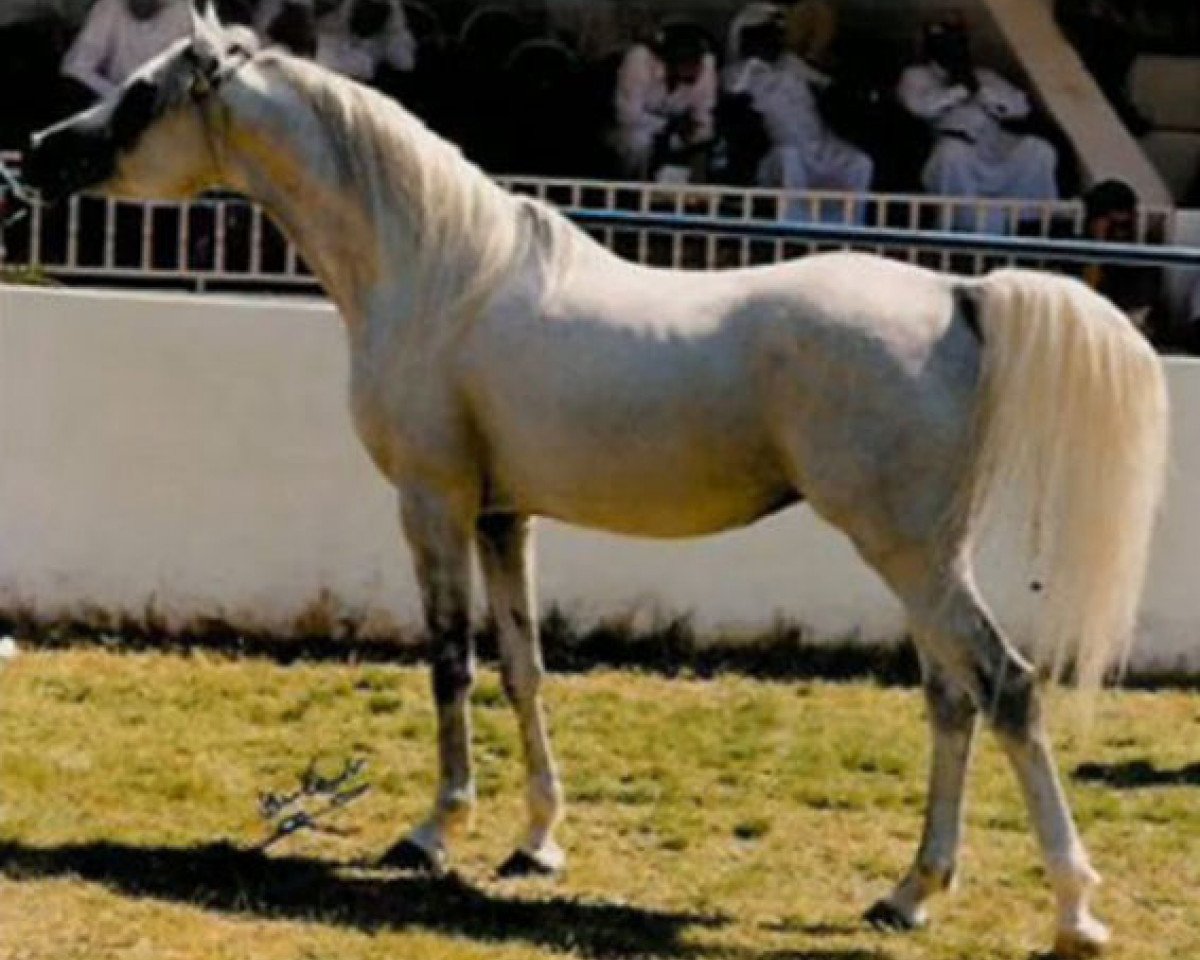 stallion Kamar El Zaman ox (Arabian purebred, 1992, from Salaa El Dine EAO)