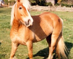 Pferd Gilka (Haflinger, 1980, von Stanius (6,25% ox))