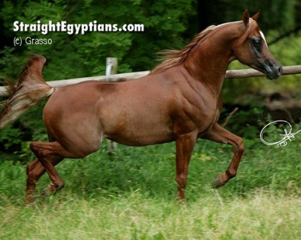 stallion Authentic Kharazi ox (Arabian thoroughbred, 1999, from Maysoun 1985 ox)