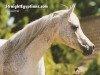 broodmare Ansata Ken Ranya ox (Arabian thoroughbred, 1992, from Salaa El Dine EAO)