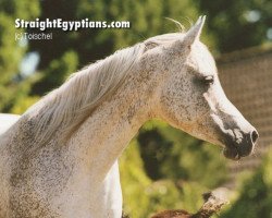 broodmare Ansata Ken Ranya ox (Arabian thoroughbred, 1992, from Salaa El Dine EAO)