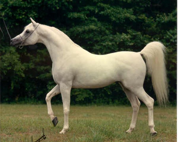stallion Ansata Halim Shah ox (Arabian thoroughbred, 1980, from Ansata Ibn Halima 1958 EAO)